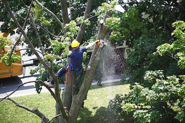 Best Emergency Tree Removal  in Akron, CO
