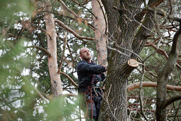 Best Tree Trimming and Pruning  in Akron, CO